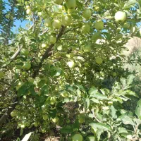 سیم کارت روند 09336888402