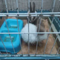 فروش  دو عدد خرگوش با قفس وظرف غذا وایخوری