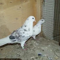 کفتر|پرنده|پاکدشت, پاکدشت (مامازند)|دیوار