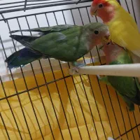 جفت طوطی کوتوله برزیلی مولد|پرنده|قم, علی آباد سعدگان|دیوار