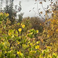 فروش باغ / مناسب سرمایه گذاری / فاروق