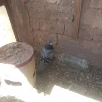 کفتر|پرنده|نیشابور, فضل|دیوار