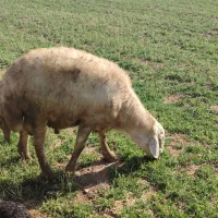 قوچ وبره قوچ پلنگی|حیوانات مزرعه|باغ حلی, |دیوار