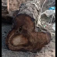 استخدام کارگر اره کار اتباع