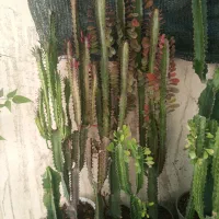 گل آپارتمانی