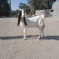 گوسفند ماده مالداری مری