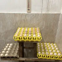 فروش تخم نطفه دار مرغ ابریشمی زینتی کوپال اصل