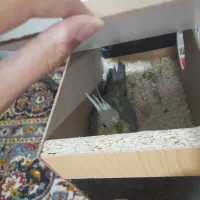 عروس هلندی