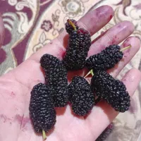 شاه توت سیاه خوشمزه