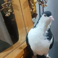 کفتر ساده سیاه