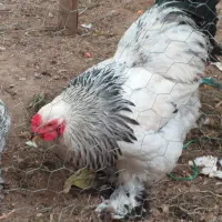 مرغ وخروس برهما