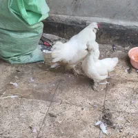 مرغ و خروس ابریشمی