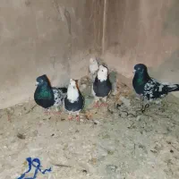 ۵عدد کبوتر|پرنده|شیروان (خراسان), |دیوار