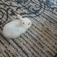 بچه خرگوش|موش و خرگوش|اهواز, معین زاده|دیوار