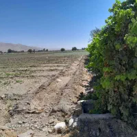 زمین|فروش زمین و ملک کلنگی|شیراز, دست خضر|دیوار
