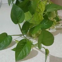 گل پتوس ۴۰۰هزارباگلدان