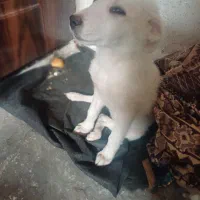 سگ پاکوتاه|سگ|زنجان, |دیوار