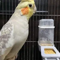 عروس هلندی|پرنده|نور, |دیوار