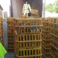 مرغ محلی نیمچه|حیوانات مزرعه|اسکو, |دیوار