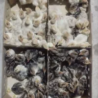 جوجه یک روزه بوقلمون