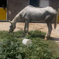 اسب مادیان درشت