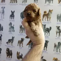 پامر، شی واوا، فرنچ بولداگ و پودل|سگ|اصفهان, همتآباد|دیوار