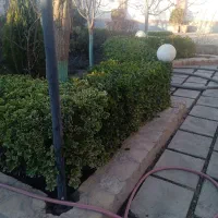 هرس درختهای میوه غیر میوه درختچهای