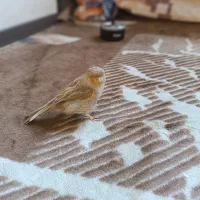 قناری موزاییکی ، آلاس ، آگات ، کرست و زرد