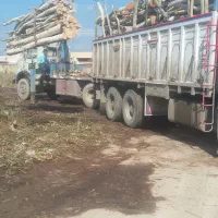 خرید چوب درخت