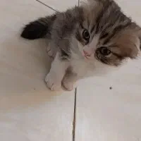 بریتیش|گربه|مشهد, عبادی|دیوار