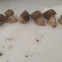 حلزون|خزنده|کرج, عظیمیه|دیوار