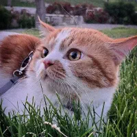 گربه میکس پرشین دی اس اچ