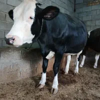 گاو تلیسه سمینتال آبستن