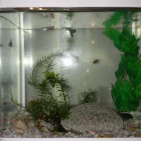 ماهی گوپی|ماهی|بندرعباس, |دیوار