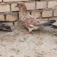 کله ای معامله