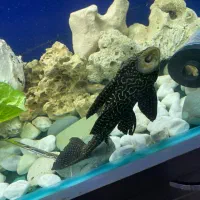 لجنخوار|ماهی|هشتگرد, فاز ۳ مهستان|دیوار