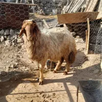 شک ورن.   بره.   قوچ.   گوسفند|حیوانات مزرعه|سیروان, |دیوار