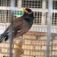 مرغ مینا سخنگو