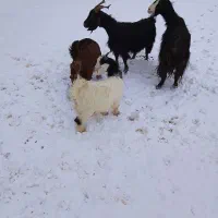 بز و بزغاله|حیوانات مزرعه|بیرانوند, |دیوار