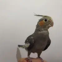 طوطی|پرنده|سردشت, |دیوار