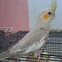 جوجه عروس