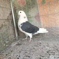 نر دوکت پرشی|پرنده|اصفهان, شاهد|دیوار