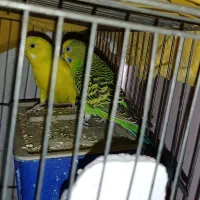 یک جفت مرغ عشق مولد|پرنده|هشتگرد, شهرک ولیعصر (مصلی)|دیوار