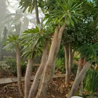 گل کاکتوس نخل ماداگاسکار