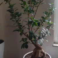 گل وگیاه طبیعی بنسای