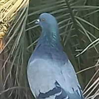 دو کفتر بازی کن|پرنده|ریگان, |دیوار