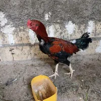 خروس ل|حیوانات مزرعه|هیرمند, |دیوار