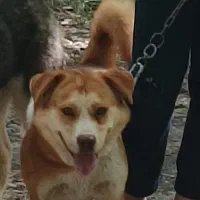 سگ گمشده|حیوانات|بجنورد, |دیوار