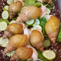 حلزون بزرگ و حلزون کوچک آچاتینا،تعداد کم