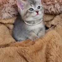 گربه های اصیل|گربه|سنندج, |دیوار